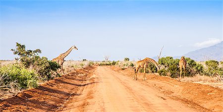 perseomedusa (artist) - Kenya, Tsavo East National Park. Free giraffe in sunset light. Fotografie stock - Microstock e Abbonamento, Codice: 400-06855712