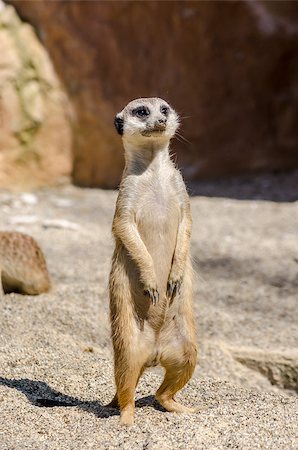 simsearch:400-04375895,k - Suricate or meerkat on the lookout. Stock Photo - Budget Royalty-Free & Subscription, Code: 400-06855839