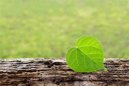 Green Leaf on old wood Fotografie stock - Microstock e Abbonamento, Codice: 400-06855884