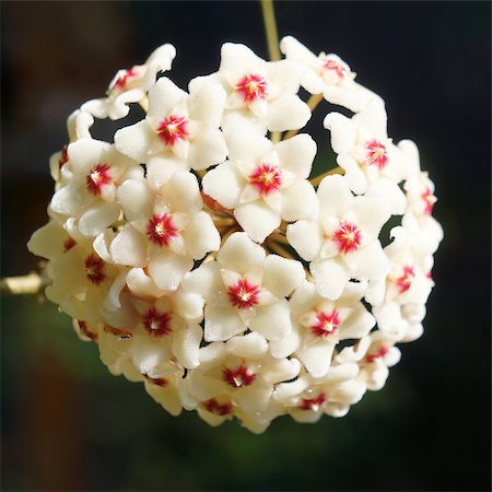 Close-up detail of Hoya Carnosa Fotografie stock - Microstock e Abbonamento, Codice: 400-06855885