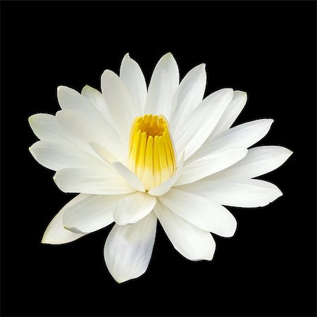 White lotus flower on white background Fotografie stock - Microstock e Abbonamento, Codice: 400-06855886