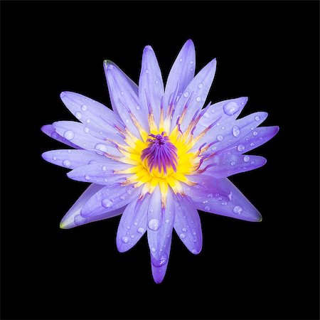 Lotus flower isolated on black background Fotografie stock - Microstock e Abbonamento, Codice: 400-06855888