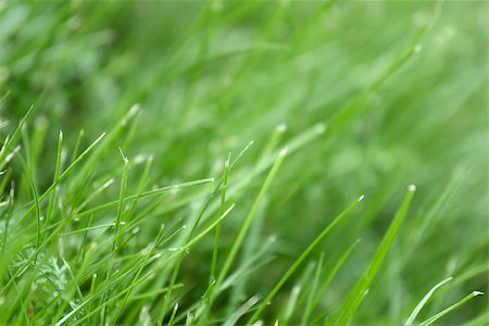 pzromashka (artist) - canted green grass close-up. May be used as background Stock Photo - Budget Royalty-Free & Subscription, Code: 400-06855880