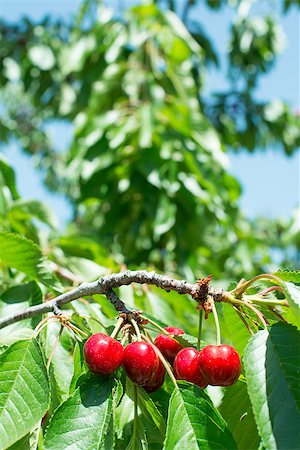 simsearch:400-06855989,k - Twig with red cherries on a tree Photographie de stock - Aubaine LD & Abonnement, Code: 400-06855987