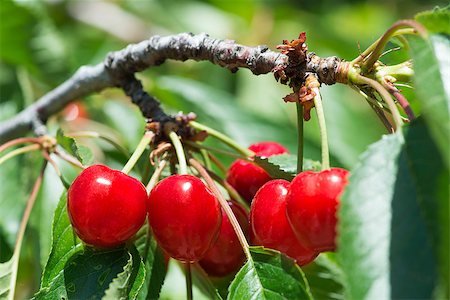 simsearch:400-06855989,k - Twig with red cherries on a tree Photographie de stock - Aubaine LD & Abonnement, Code: 400-06855988