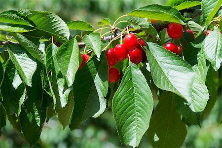 simsearch:400-06855989,k - Twig with red cherries on a tree Photographie de stock - Aubaine LD & Abonnement, Code: 400-06855989