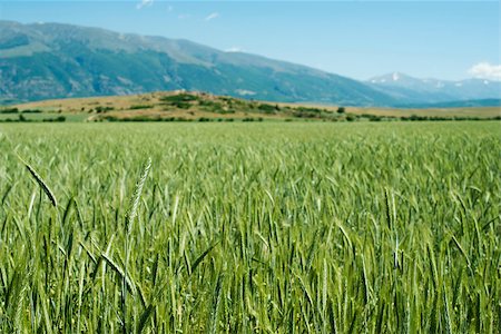 Green wheat field. Mountain on the background Stock Photo - Budget Royalty-Free & Subscription, Code: 400-06856007