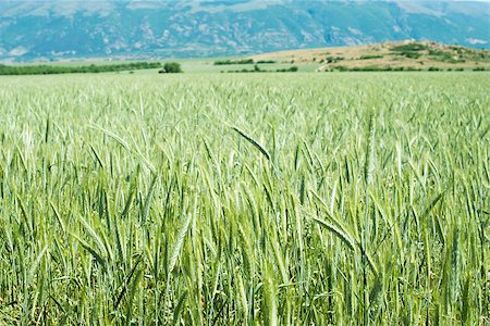 Green wheat field. Mountain on the background Stock Photo - Budget Royalty-Free & Subscription, Code: 400-06856038
