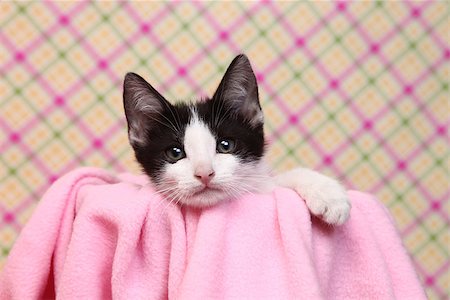 Sweet Kitten on a Pink Soft Background Stock Photo - Budget Royalty-Free & Subscription, Code: 400-06856076