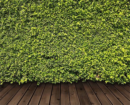 simsearch:400-05118067,k - Green leaves wall and wood floor for background Stock Photo - Budget Royalty-Free & Subscription, Code: 400-06856093