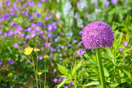 Purple allium blooming in a garden Stock Photo - Budget Royalty-Free & Subscription, Code: 400-06856597