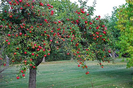 Red apple tree in a garden on the island Oland in Sweden. Foto de stock - Super Valor sin royalties y Suscripción, Código: 400-06856622