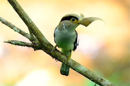 simsearch:400-06770067,k - beautiful female Silver-breasted Broadbill (Serilophus lunatus) sitting on branch at Kaeng Krachan National Park,Thailand Foto de stock - Super Valor sin royalties y Suscripción, Código: 400-06856686