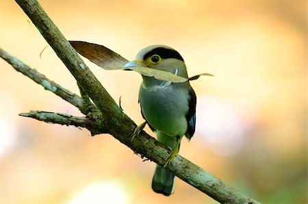 simsearch:400-06770067,k - beautiful female Silver-breasted Broadbill (Serilophus lunatus) sitting on branch at Kaeng Krachan National Park,Thailand Foto de stock - Super Valor sin royalties y Suscripción, Código: 400-06856687