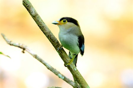 simsearch:400-06770067,k - beautiful male Silver-breasted Broadbill (Serilophus lunatus) sitting on branch at Kaeng Krachan National Park,Thailand Foto de stock - Super Valor sin royalties y Suscripción, Código: 400-06856688