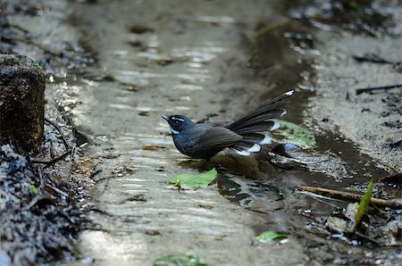 fantail - beautiful White-throated Fantail (Rhipidura albicollis) showering in Thai forest Stock Photo - Budget Royalty-Free & Subscription, Code: 400-06856682