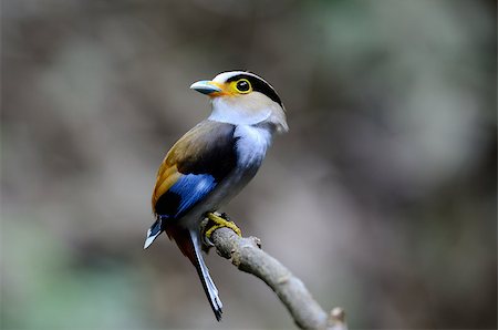 simsearch:400-06770067,k - beautiful male Silver-breasted Broadbill (Serilophus lunatus) sitting on branch at Kaeng Krachan National Park,Thailand Foto de stock - Super Valor sin royalties y Suscripción, Código: 400-06856692