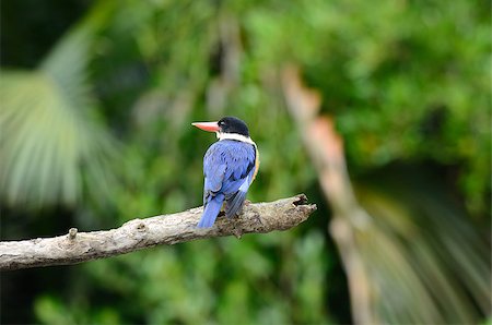 beautiful Black-capped Kingfisher (Halcyon pileata) possing on branch Stock Photo - Budget Royalty-Free & Subscription, Code: 400-06856702