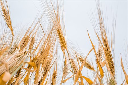 fogen (artist) - close-up ears of wheat against the sky Stockbilder - Microstock & Abonnement, Bildnummer: 400-06856991