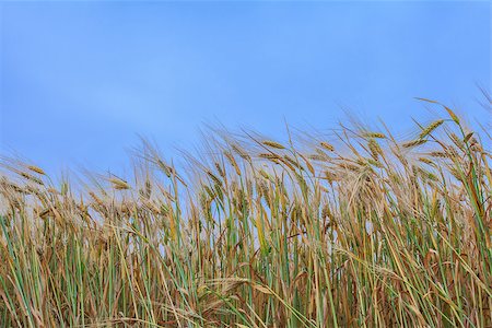 fogen (artist) - close-up ears of wheat against the sky Stockbilder - Microstock & Abonnement, Bildnummer: 400-06856992