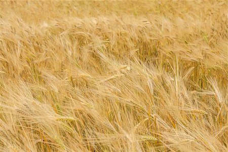 fogen (artist) - wheat field Stockbilder - Microstock & Abonnement, Bildnummer: 400-06856993