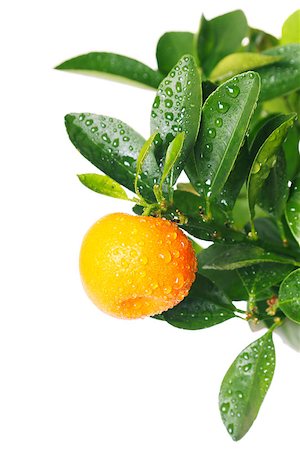 Branch with ripe tangerine and green leaves isolated on white background Photographie de stock - Aubaine LD & Abonnement, Code: 400-06857034