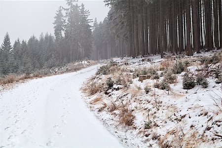 simsearch:400-06859549,k - snowstorm over road in forest, Harz mountains in Germany Photographie de stock - Aubaine LD & Abonnement, Code: 400-06857065