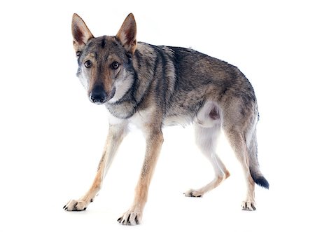 scared dog - portrait of a purebred Czechoslovakian Wolfdog in front of a white background Stock Photo - Budget Royalty-Free & Subscription, Code: 400-06857276