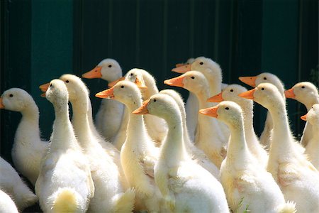 duckling meadow - many young ducks on green grass in summer Stock Photo - Budget Royalty-Free & Subscription, Code: 400-06857286