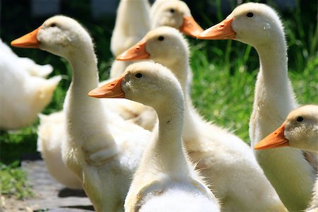 simsearch:614-03747435,k - many young ducks on green grass in summer Stock Photo - Budget Royalty-Free & Subscription, Code: 400-06857287