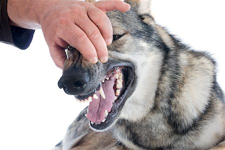 slovakia people - teeth of a purebred Czechoslovakian Wolfdog in front of a white background Stock Photo - Budget Royalty-Free & Subscription, Code: 400-06857280