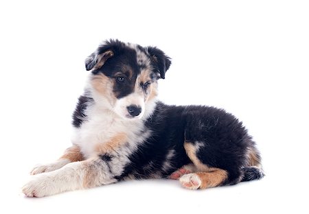 dog lying down black - portrait of puppy border collie in front of white background Stock Photo - Budget Royalty-Free & Subscription, Code: 400-06857307