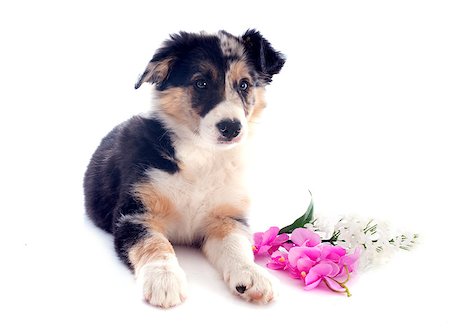 simsearch:400-06866738,k - portrait of puppy border collie in front of white background Stock Photo - Budget Royalty-Free & Subscription, Code: 400-06857314