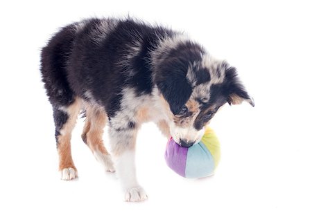 simsearch:400-07299217,k - playing puppy border collie in front of white background Photographie de stock - Aubaine LD & Abonnement, Code: 400-06857315