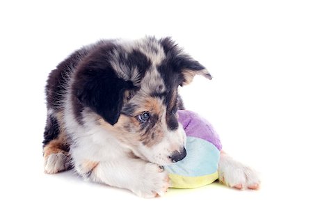 simsearch:400-07299217,k - portrait of puppy border collie playing with a ball in front of white background Photographie de stock - Aubaine LD & Abonnement, Code: 400-06857316