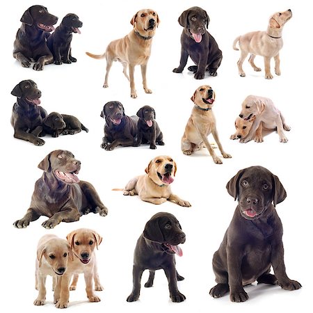 simsearch:400-04283000,k - group of labrador retriever  on a white background Stock Photo - Budget Royalty-Free & Subscription, Code: 400-06857318