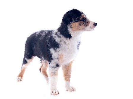simsearch:400-06866738,k - portrait of puppy border collie in front of white background Stock Photo - Budget Royalty-Free & Subscription, Code: 400-06857310