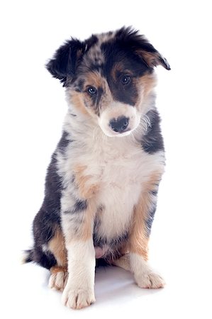 portrait of puppy border collie in front of white background Stock Photo - Budget Royalty-Free & Subscription, Code: 400-06857311