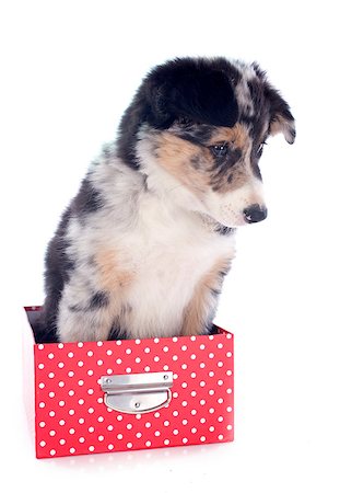portrait of puppy border collie in a box in front of white background Stock Photo - Budget Royalty-Free & Subscription, Code: 400-06857312