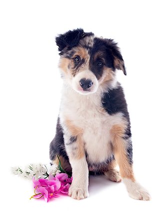 portrait of puppy border collie in front of white background Stock Photo - Budget Royalty-Free & Subscription, Code: 400-06857313