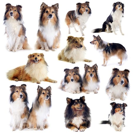 simsearch:400-07330456,k - portrait of a purebred shetland dogs in front of white background Photographie de stock - Aubaine LD & Abonnement, Code: 400-06857329