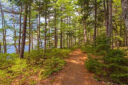 simsearch:400-08348471,k - Forest Trail (Kejimkujik National Park , Nova Scotia, Canada) Stockbilder - Microstock & Abonnement, Bildnummer: 400-06857320