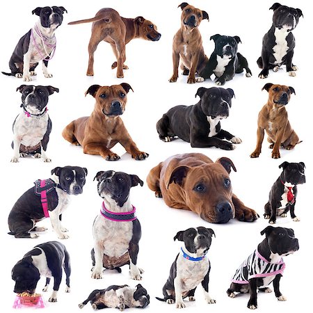 simsearch:400-08615864,k - group of a staffordshire bull terrier in front of white background Stock Photo - Budget Royalty-Free & Subscription, Code: 400-06857330