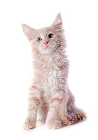 simsearch:400-06857345,k - portrait of a purebred  maine coon kitten on a white background Photographie de stock - Aubaine LD & Abonnement, Code: 400-06857344