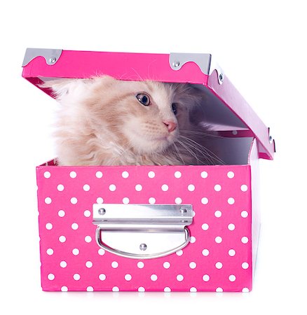 simsearch:400-04296905,k - portrait of a purebred  maine coon kitten in a box on a white background Photographie de stock - Aubaine LD & Abonnement, Code: 400-06857345