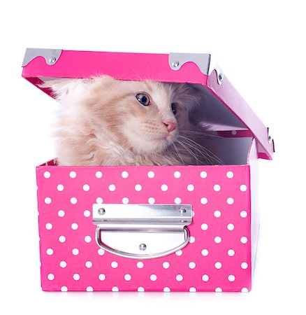 simsearch:400-07124274,k - portrait of a purebred  maine coon kitten in a box on a white background Foto de stock - Super Valor sin royalties y Suscripción, Código: 400-06857345