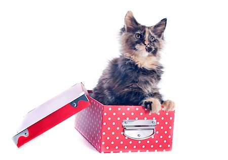 simsearch:400-06866735,k - portrait of a purebred  maine coon kitten on a white background Foto de stock - Super Valor sin royalties y Suscripción, Código: 400-06857346