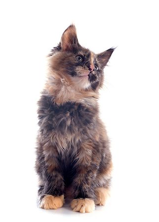 simsearch:400-07124274,k - portrait of a purebred  maine coon kitten on a white background Foto de stock - Super Valor sin royalties y Suscripción, Código: 400-06857347