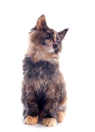 simsearch:400-07090867,k - portrait of a purebred  maine coon kitten on a white background Photographie de stock - Aubaine LD & Abonnement, Code: 400-06857347