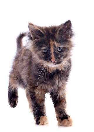 simsearch:400-07124274,k - portrait of a purebred  maine coon kitten on a white background Foto de stock - Super Valor sin royalties y Suscripción, Código: 400-06857348